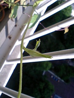 080831_1605~0001.jpg
